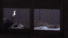 cửa sổ voyeur 64 1000